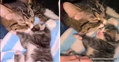 Berührender Moment, als die Katze namens Gisèle mit ihrem neugeborenen Baby wiedervereint wird